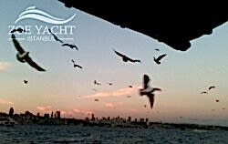 bosphorus-seagulls