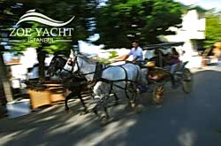 horse-carraige-tours